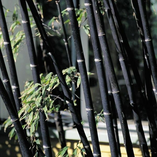 Black Bamboo Plant – Phyllostachys Nigra – 1 Gallon Sz – NOT Just a Root Ball