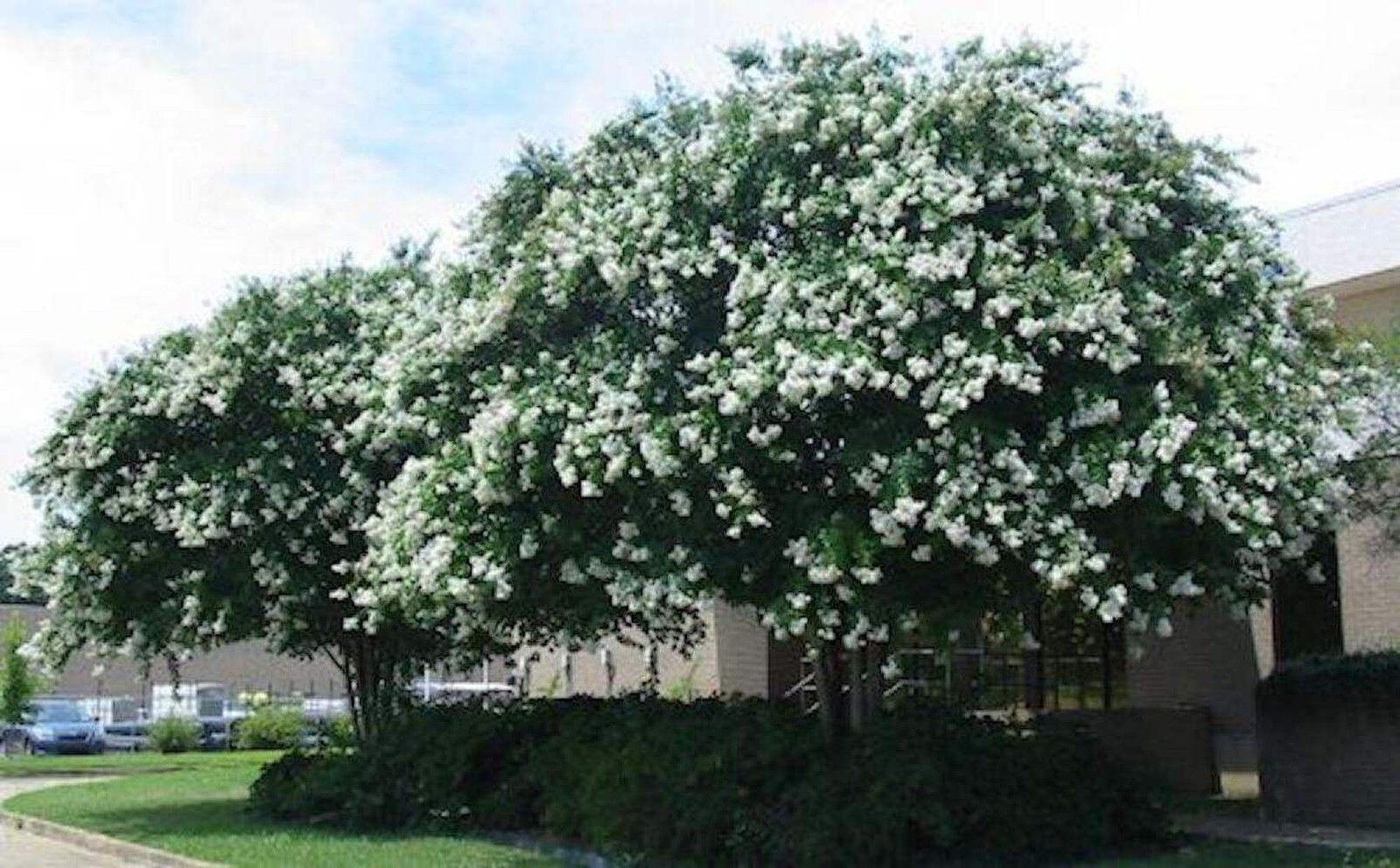 Sarahs Favorite Crape Myrtle: Huge Elegant, Crisp White Blooms Adorn this Shade