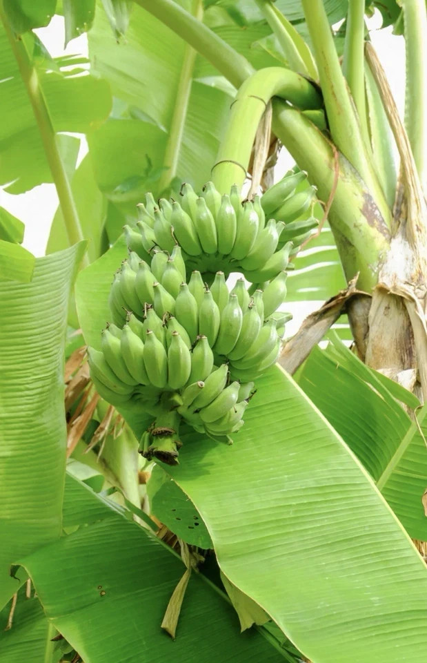 Dwarf Nam Wah Musa Banana Plant–SMALL ROOTED STARTER PLANT