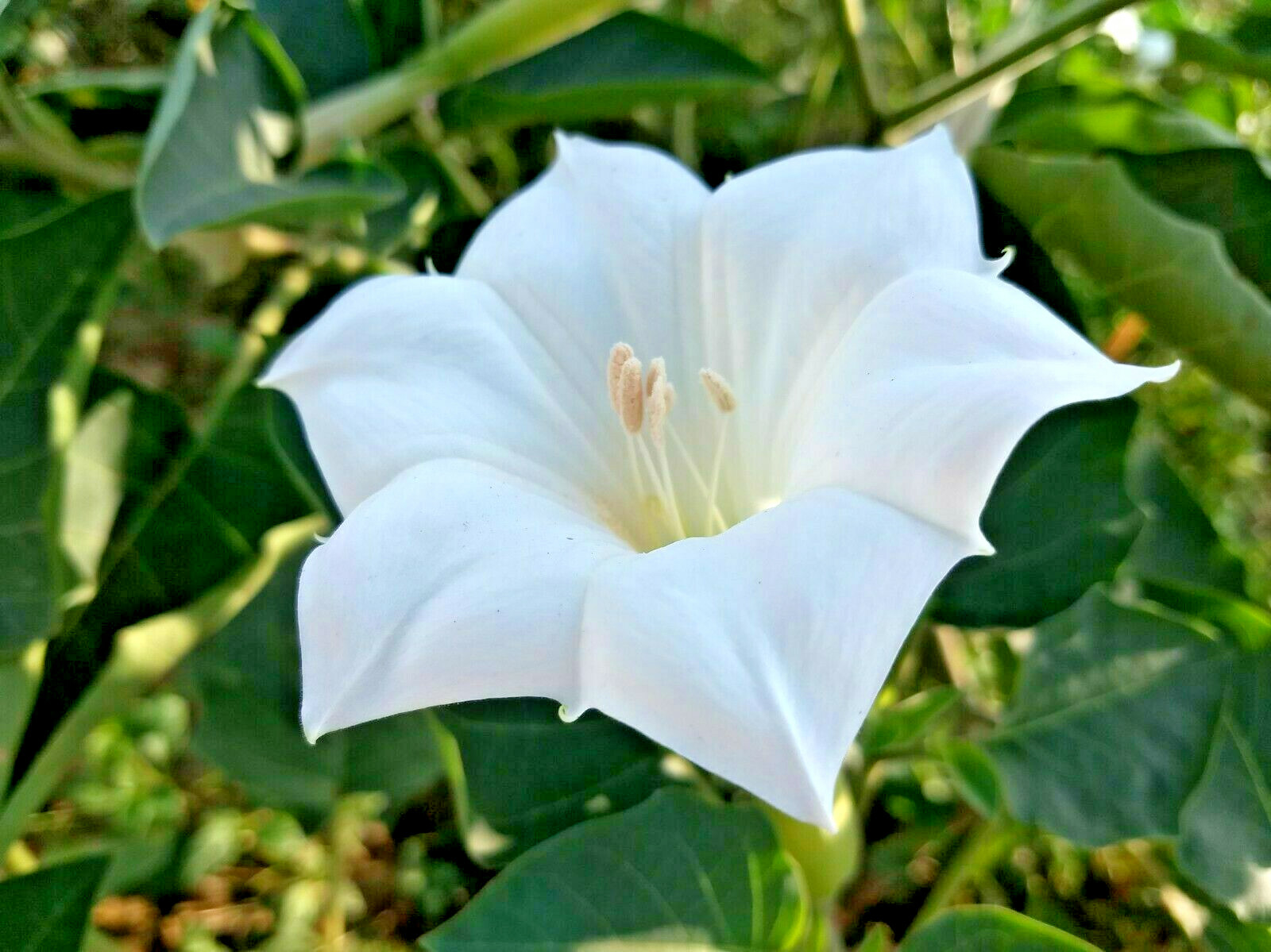 Datura Inoxia Angels White Trumpet Flower 45 Seeds Brooklyn Botanical GardenClub