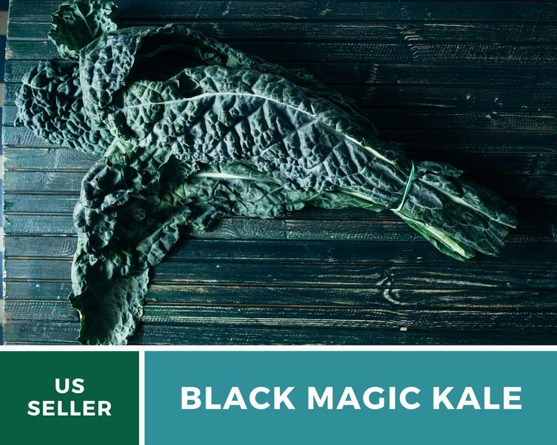 Kale, Black Magic – 100 Seeds – Sow Spring/Summer – NonGMO (Brassica oleracea)