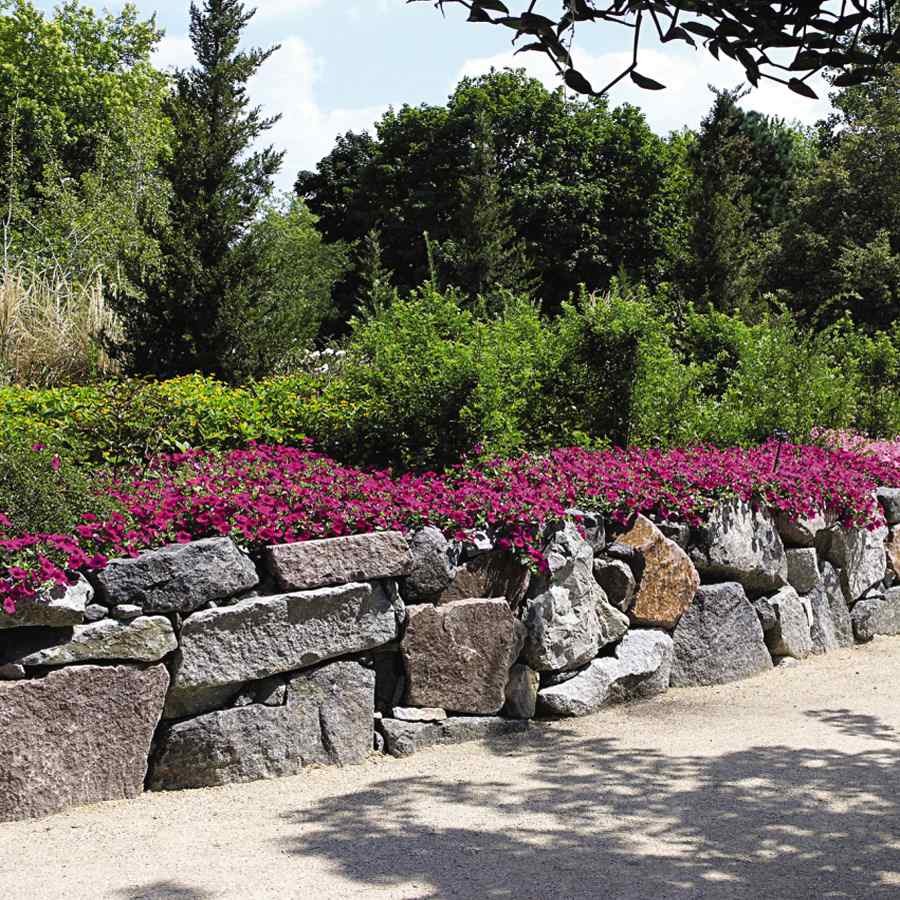 30 Seeds Purple Classic Wave Petunias Only Grow 4 – 6 Inches Tall – AAS Winner