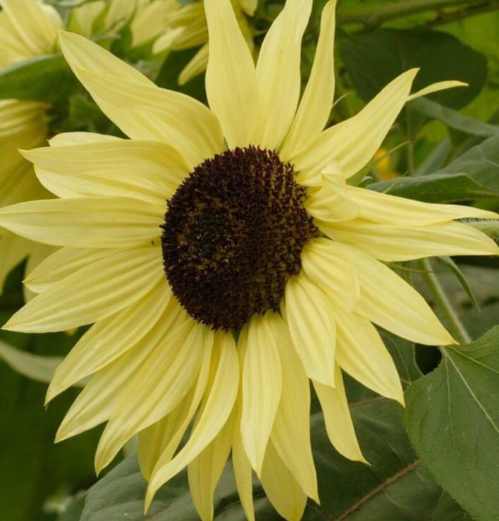 LEMON QUEEN SUNFLOWER SEEDS 40+ ANNUAL yellow FLOWER garden helianthus FREE SHIP