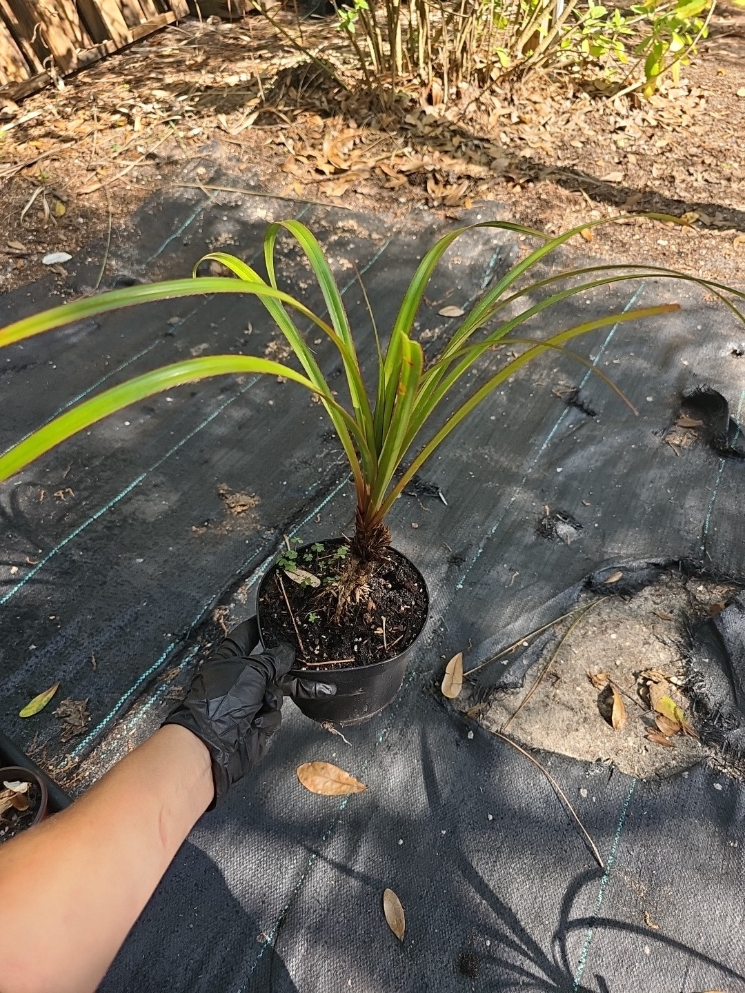 Screw Pine screwpine tree Pandanus utilis