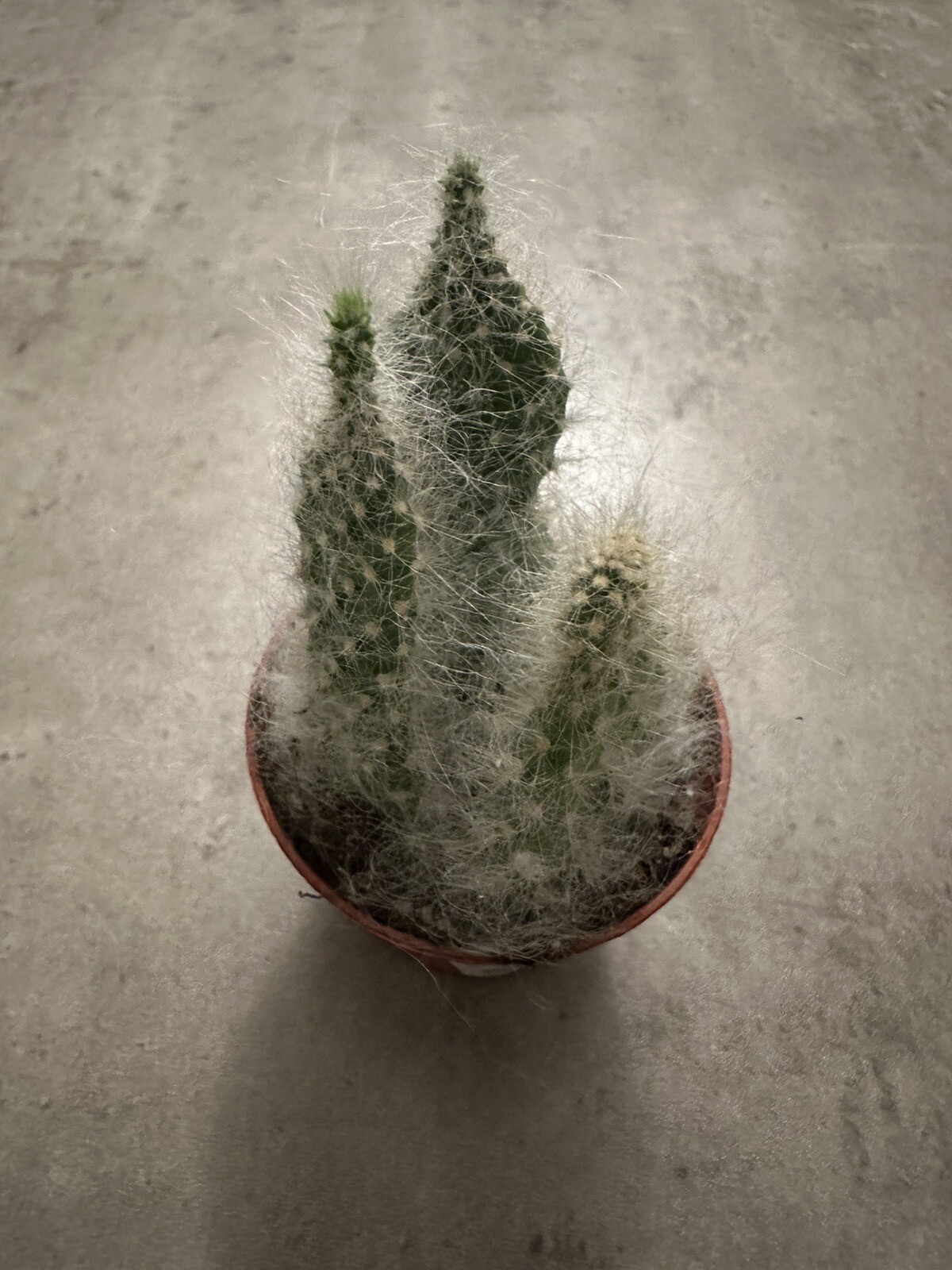 🌵🌵🌵Cactus Plant 2-3 Inches, Soft White Thorn Cactus 🇺🇸USA Seller