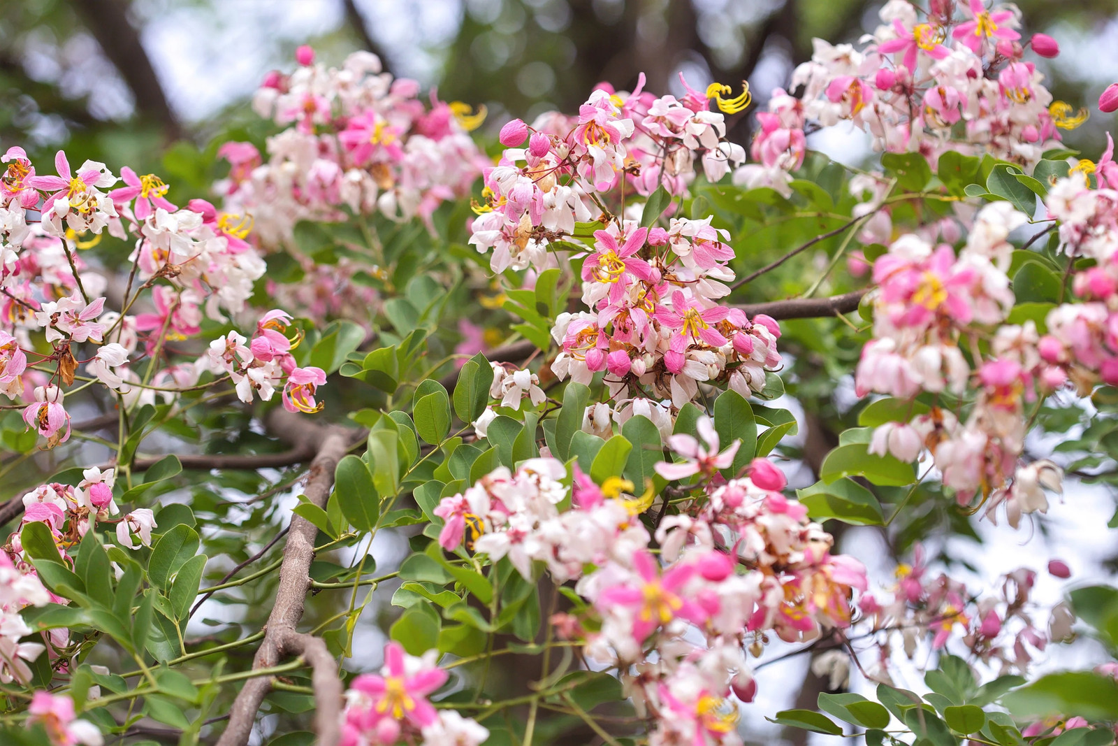 5 PINK SHOWER TREE Cassia Javanica Rainbow Apple Blossom Pink White Yellow Seeds