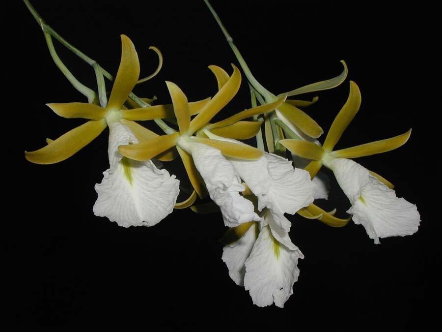 RARER OFFER MEXICAN ENCYCLIA FRAGRANT ORCHID SPECIES mariae BS 2 in pot