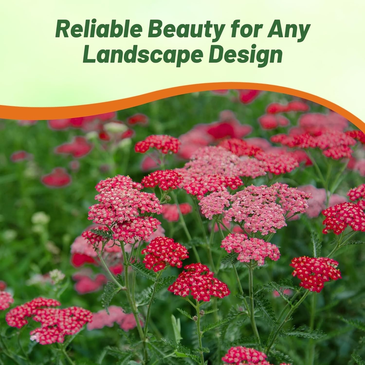 10000 Seeds Achillea Cerise Queen Drought Resistant Yarrow Garden Flower
