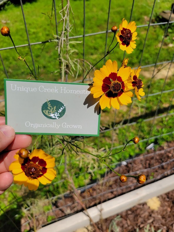 Plains Coreopsis Seeds Organic At Unique Creek Homestead Certified
