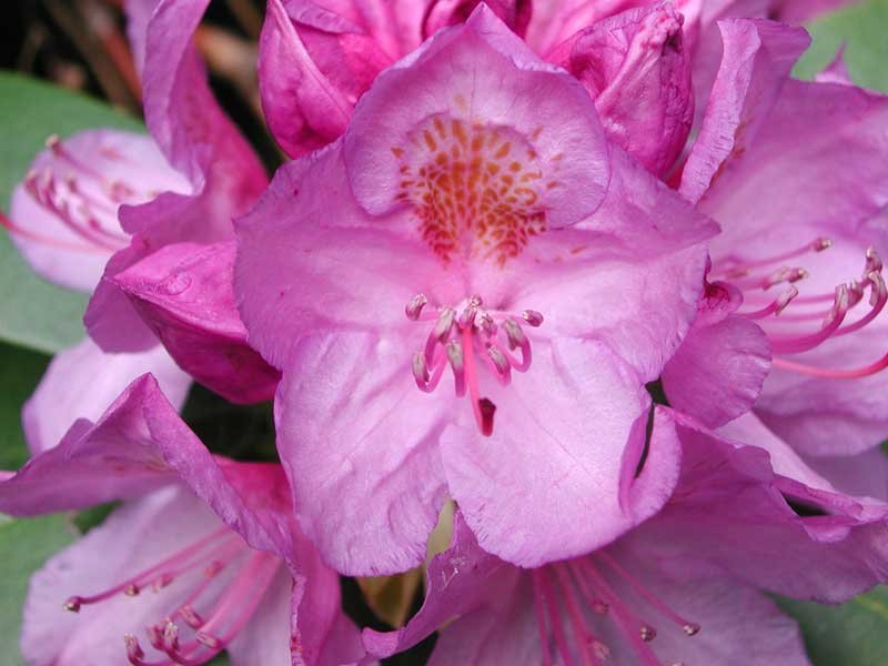 Rosebay Rhododendron, Rhododendron maximum, Shrub Seeds