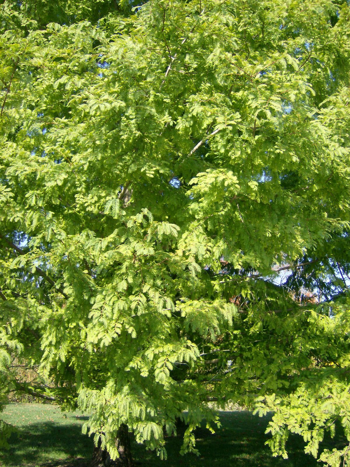 25 DAWN REDWOOD SEEDS – Metasequoia glyptostroboides