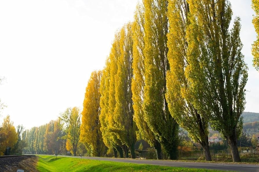 5 Lombardy Poplar Tree 2-3′ Pupulus nigra ‘Italica’ Bare Root