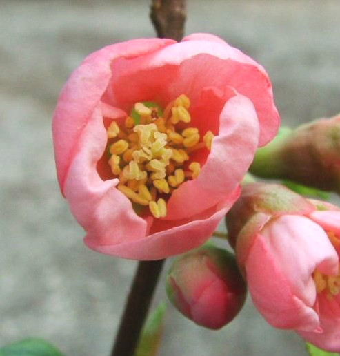15 PINK LADY JAPANESE QUINCE SEEEDS – Chaenomeles speciosa ” Pink lady “