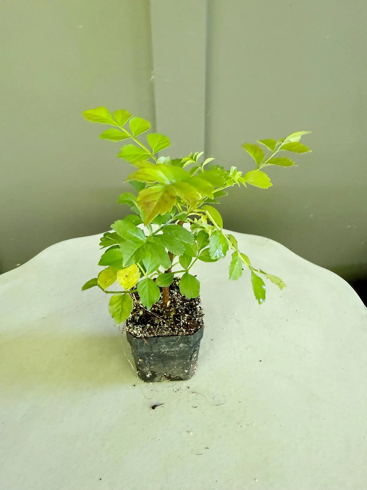 Red Cape Honeysuckle, 2 Inch Pot, Hardy Flowering Garden Shrub