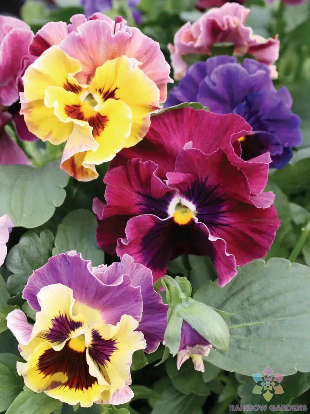 200+ Moulin Rouge Mix Pansy (Viola) Seeds for Garden – USA – FREE SHIPPING!
