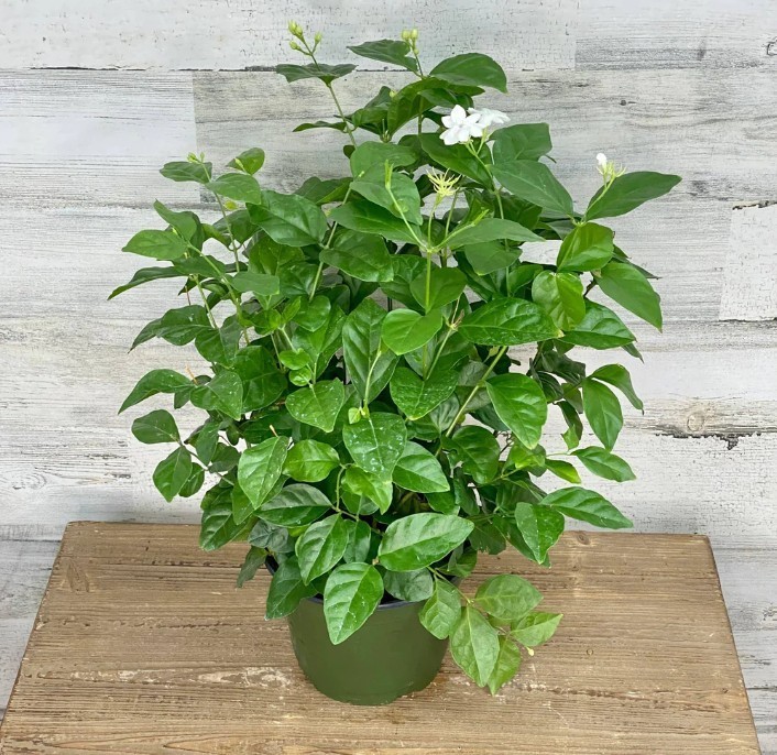 Arabian Sambac Jasmine Live Plant 6″ Pot Fragrant Flowering Jasminum Sambac Vine