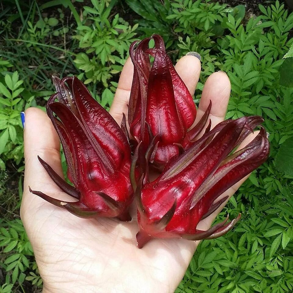 200 Roselle Seeds Asian Sour Leaf Hibiscus sabdariffa Free Shipping
