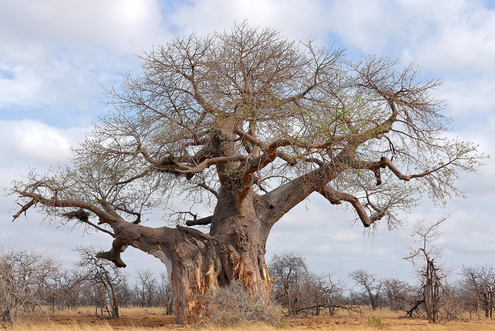 African Baobab Adansonia digitata 10 Seeds