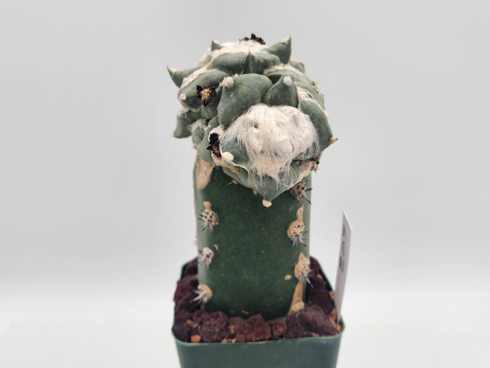 A. r. cv Cauliflower – Low Expression – Grafted