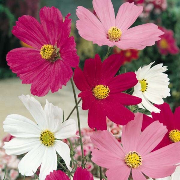 Cosmos Bipinnatus Sensation Dwarf Seed Mix-Non GMO – 100 Seeds