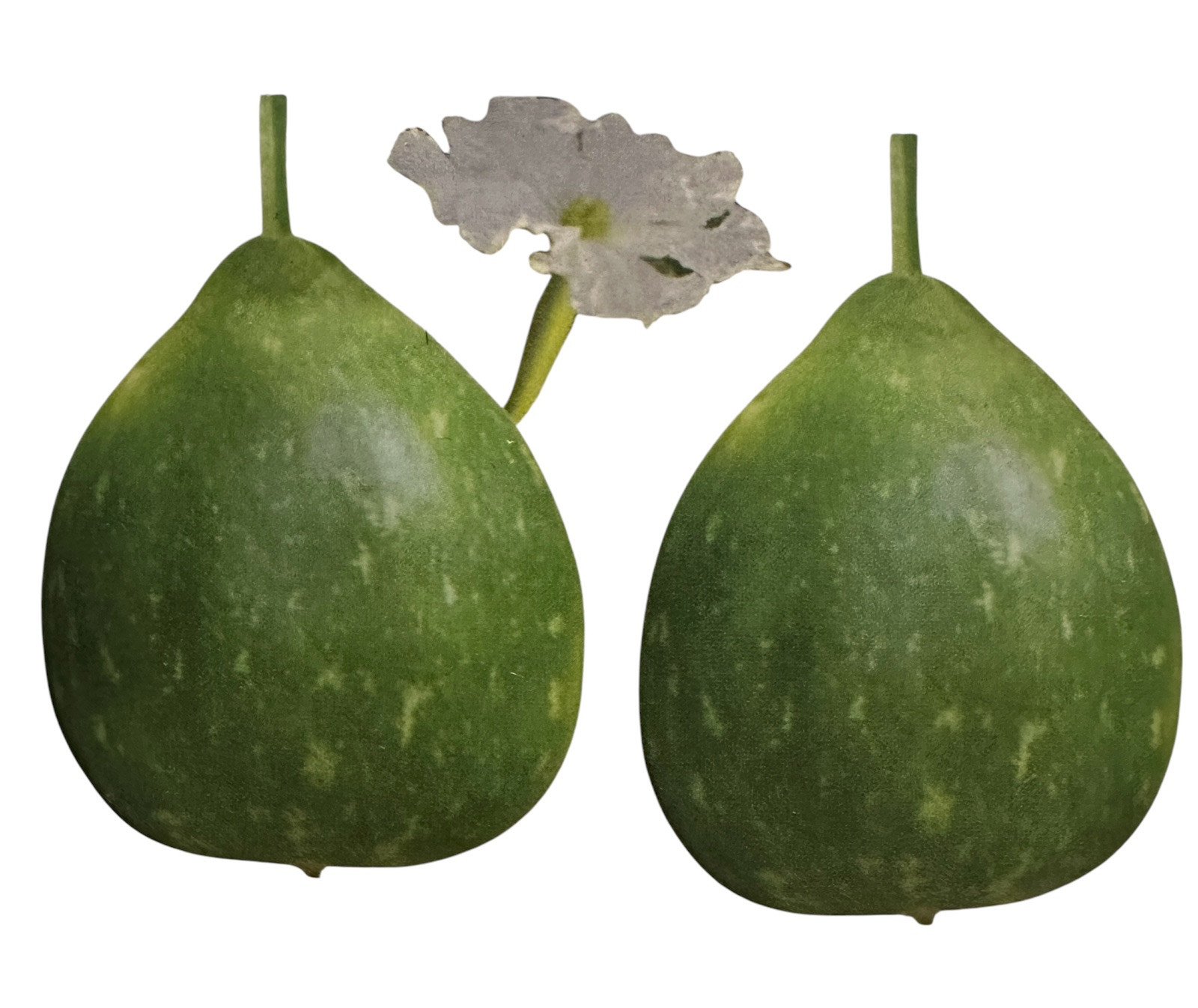 Round Bottle Gourd Seeds – Raj Round F1 for Planting 8 Bangladeshi Lau Seeds