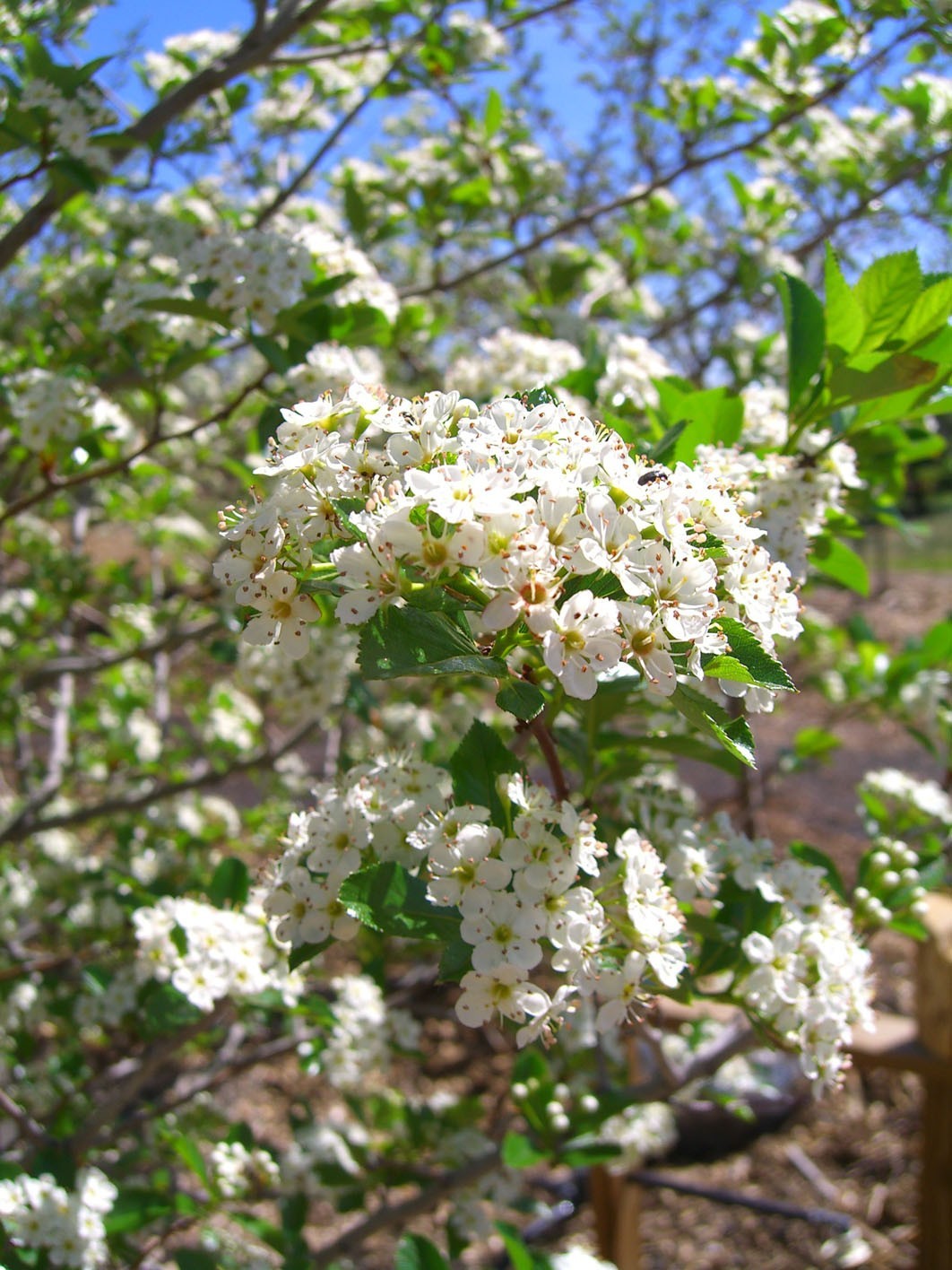 30+ Seeds Thornless Cockspur Hawthorn Crataegus Crus-Galli Year Round Interest