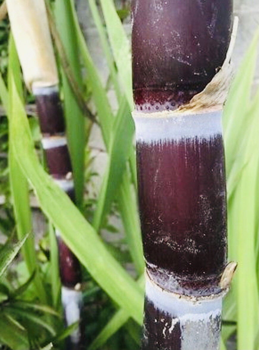 FRESH CUT SUGAR CANE STICKS (8 LBS) GREEN OR PURPLE NON GMO FREE SHIPPING