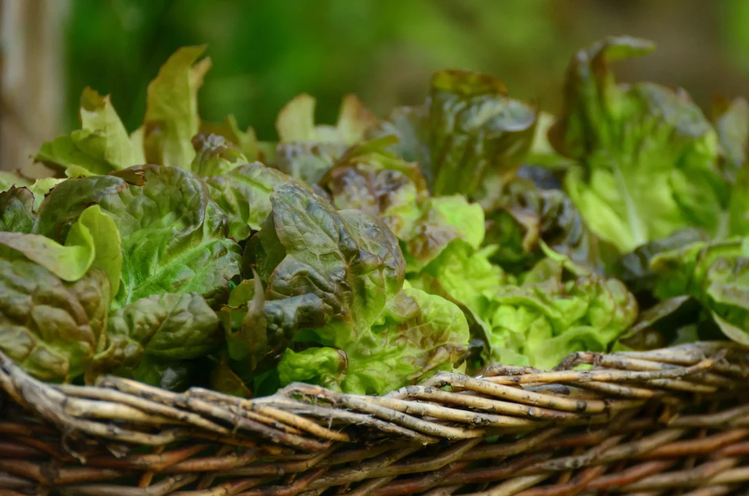 Bronze Mignonette Butterhead Lettuce Seeds | Lactuca Red Buttercrunch Bibb 2024
