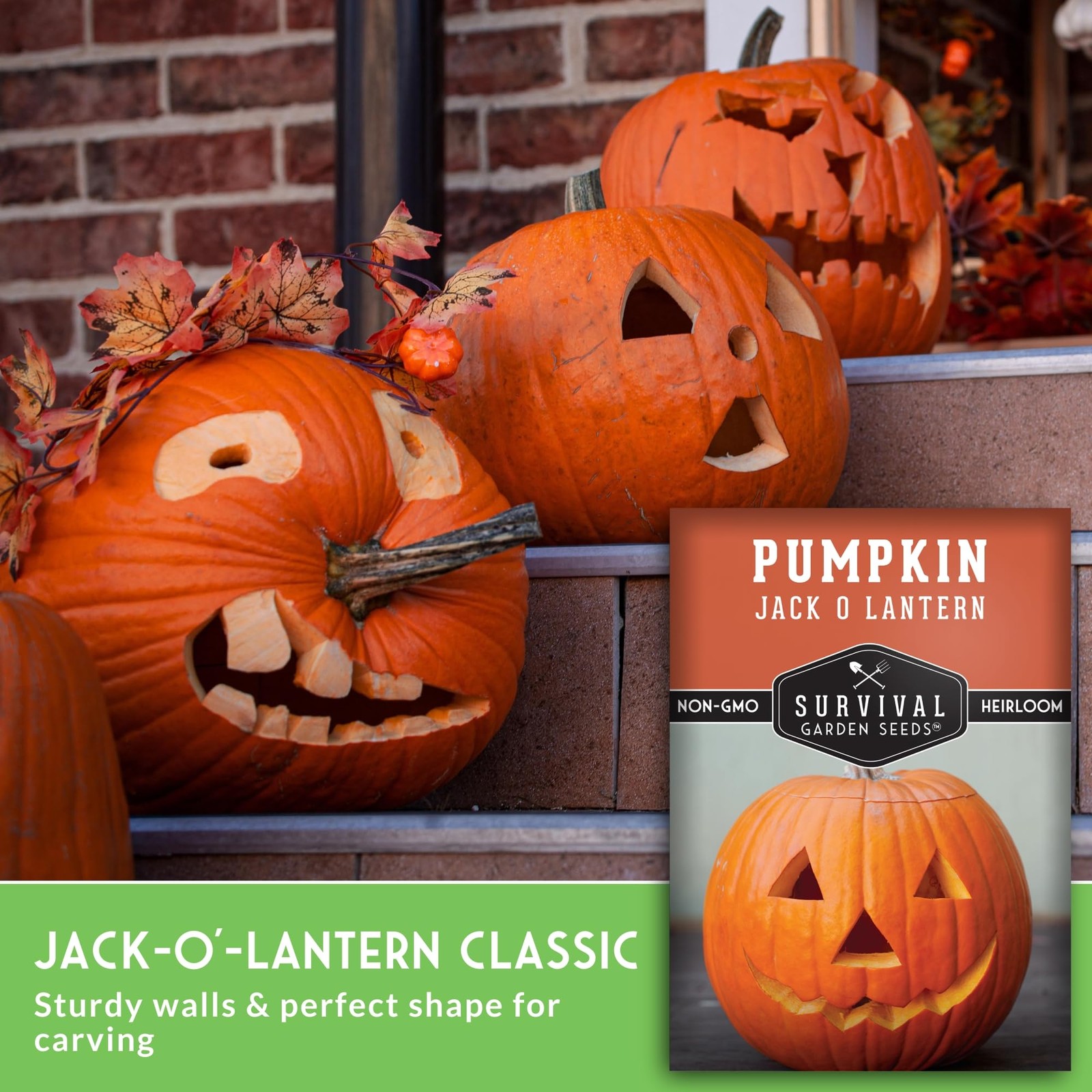 Jack O’ Lantern Pumpkin Seeds for Planting | Heirloom Carving Pumpkins Orange