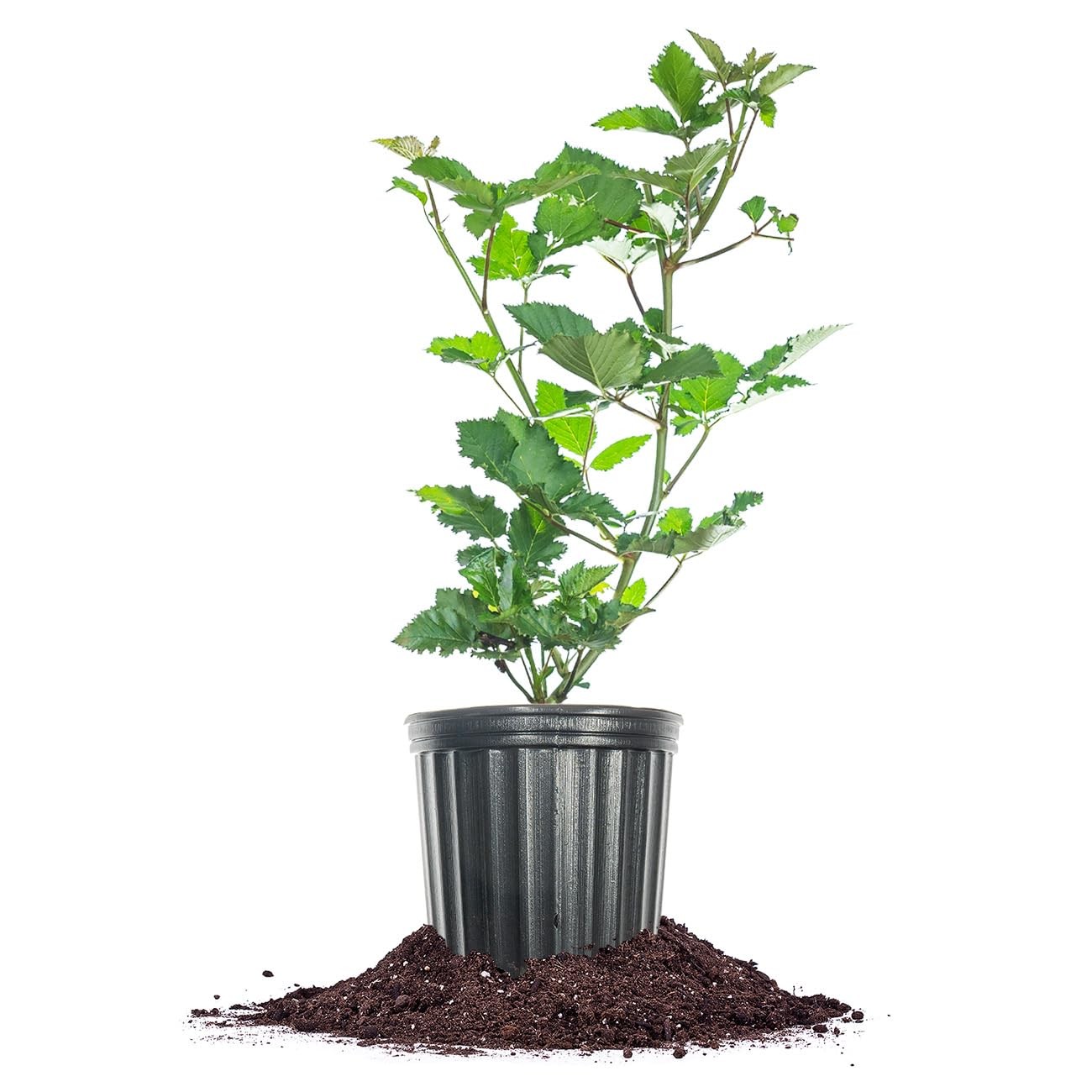 Perfect Plants Premiumark Freedom Blackberry Bush 1 Gallon Live Thornless Fruit