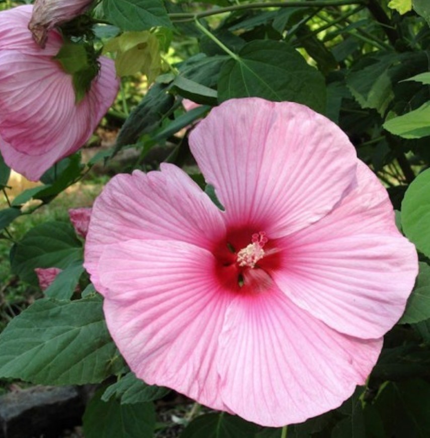 35+ Swamp Rose Mallow Hibiscus Seeds **Fresh Seeds** ~~Free Shipping~~
