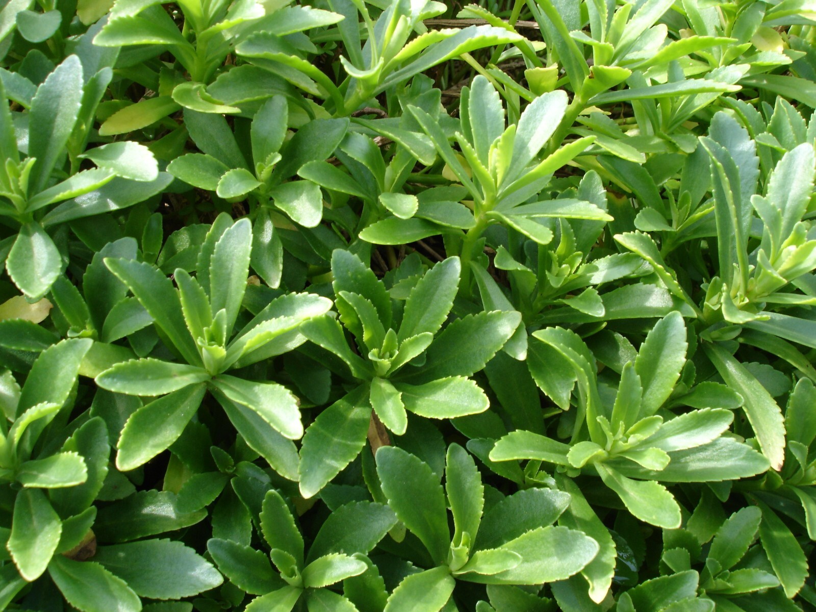 15 wild dig SEDUM AIZOON STONECROP [ 费菜 养心菜 土三七 ] rooted for planting