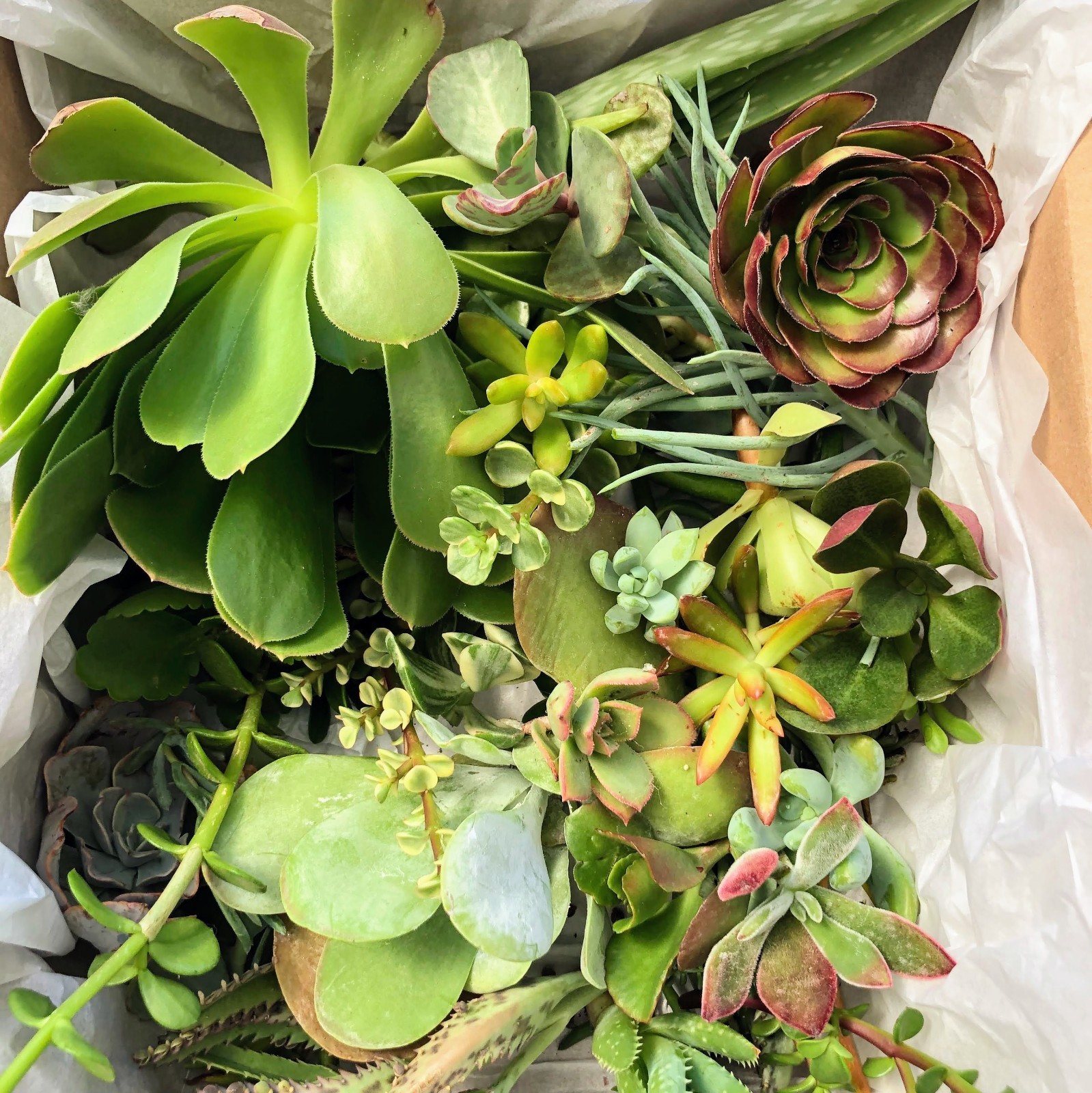 Assorted Succulent Cuttings, Wedding/Party Favors/Gifts. No Repeat, Unique& Rare