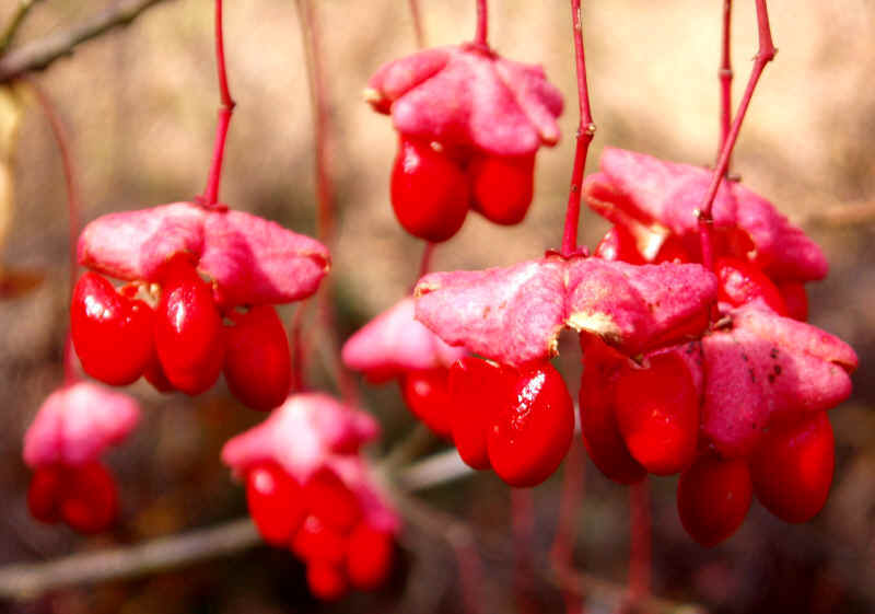 Wahoo Burning Bush, Euonymus atropurpurea Shrub Seeds