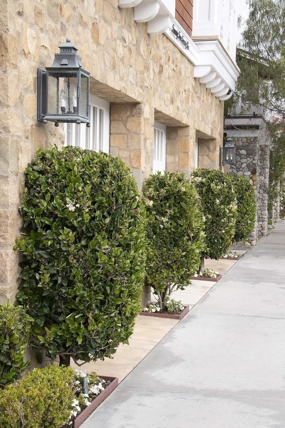 Ligustrum Waxleaf Privet | Quart | Ligustrum japonicum | Low Maintenance | Hardy