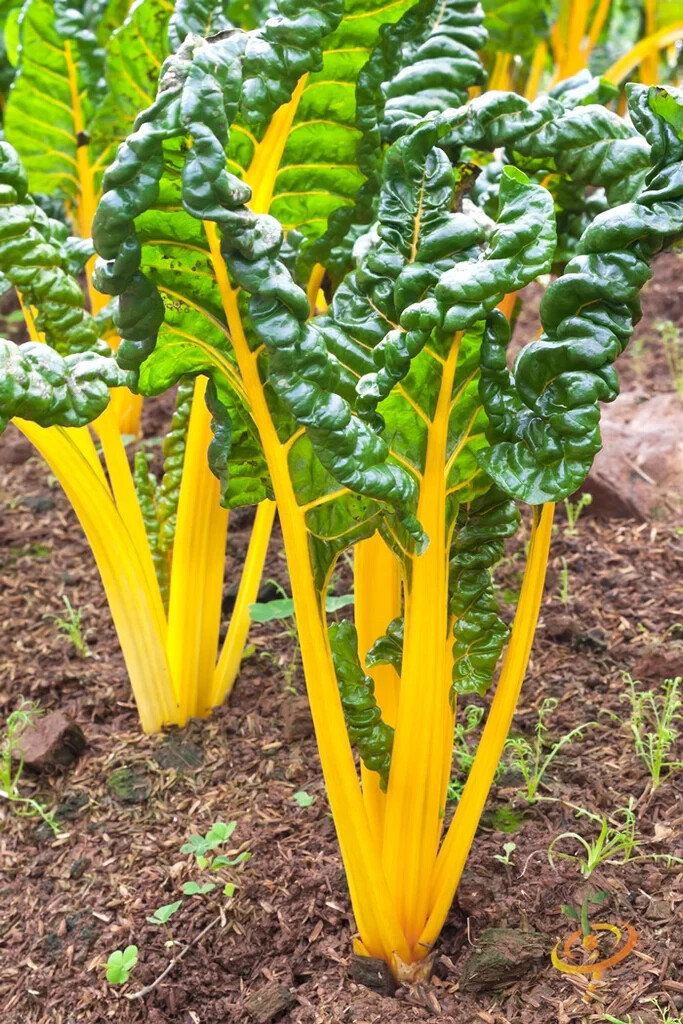ORANGE SWISS CHARD 50 SEEDS Beta vulgaris var. cicla