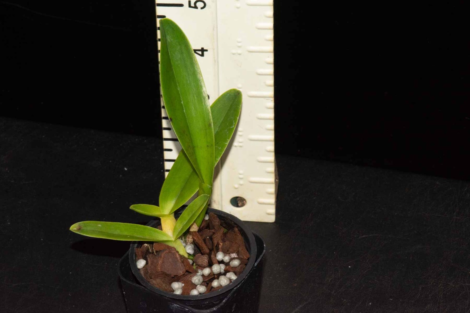 Laelia (Cattleya) tenebrosa fma. aurea #1