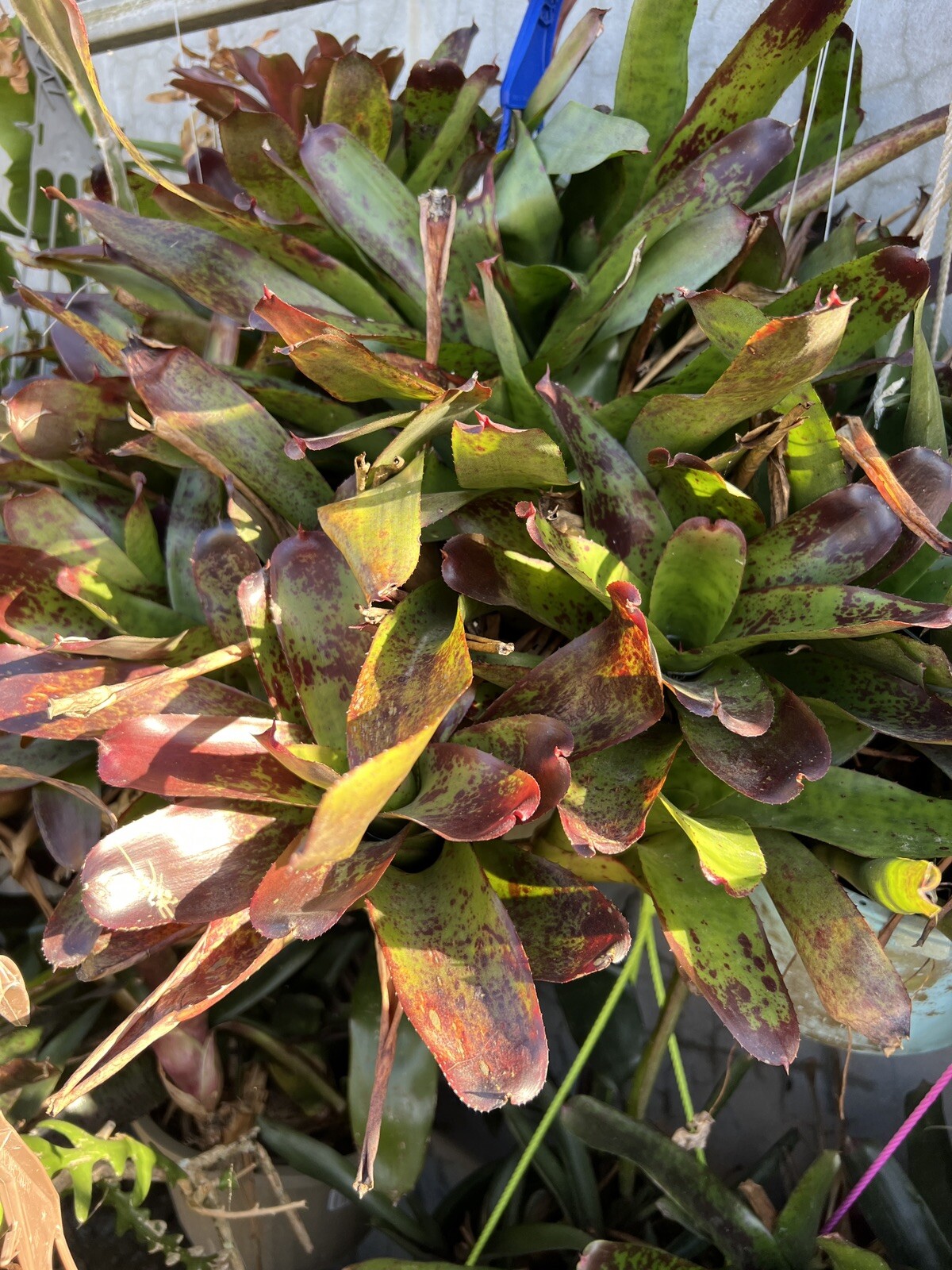 2 pk Exotic TROPICAL LANDSCAPE PLANT Pup Bromeliad colorful -unbranded