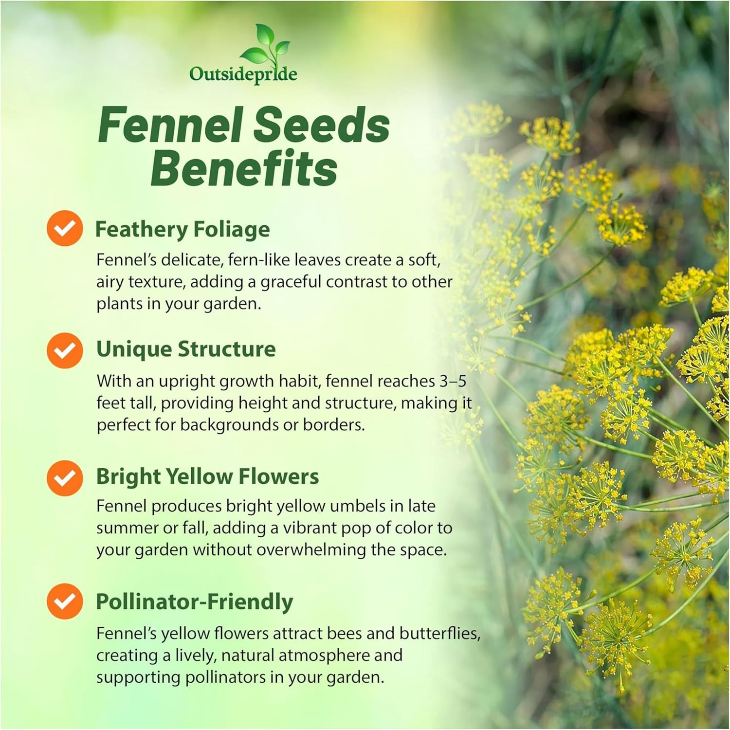 1 OZ Fennel Seeds – Florence Fennel Herb Seed