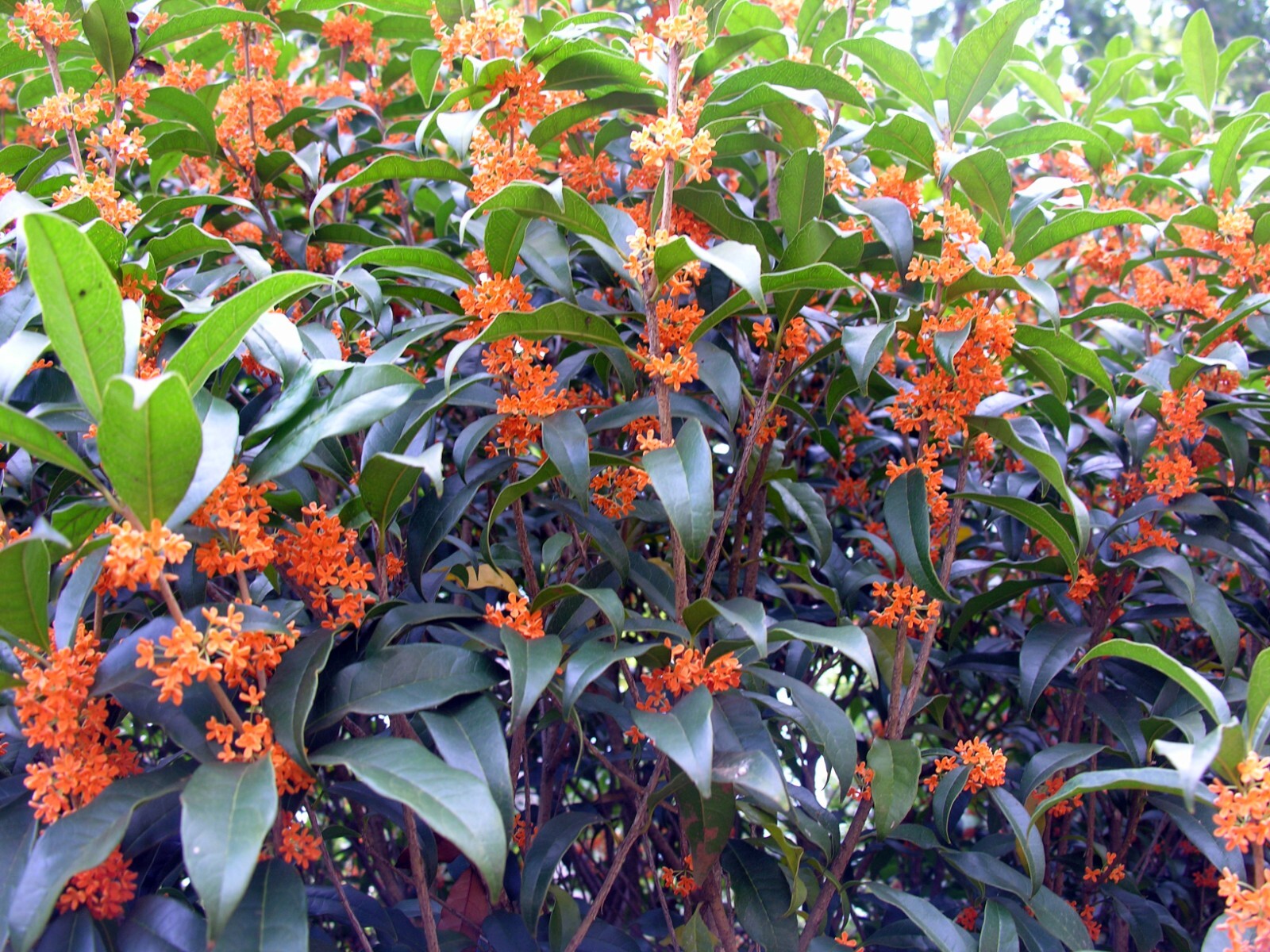 ~APRICOT ECHO~Fragrant Tea Sweet Olive Osmanthus fragrans~rooted starter plant