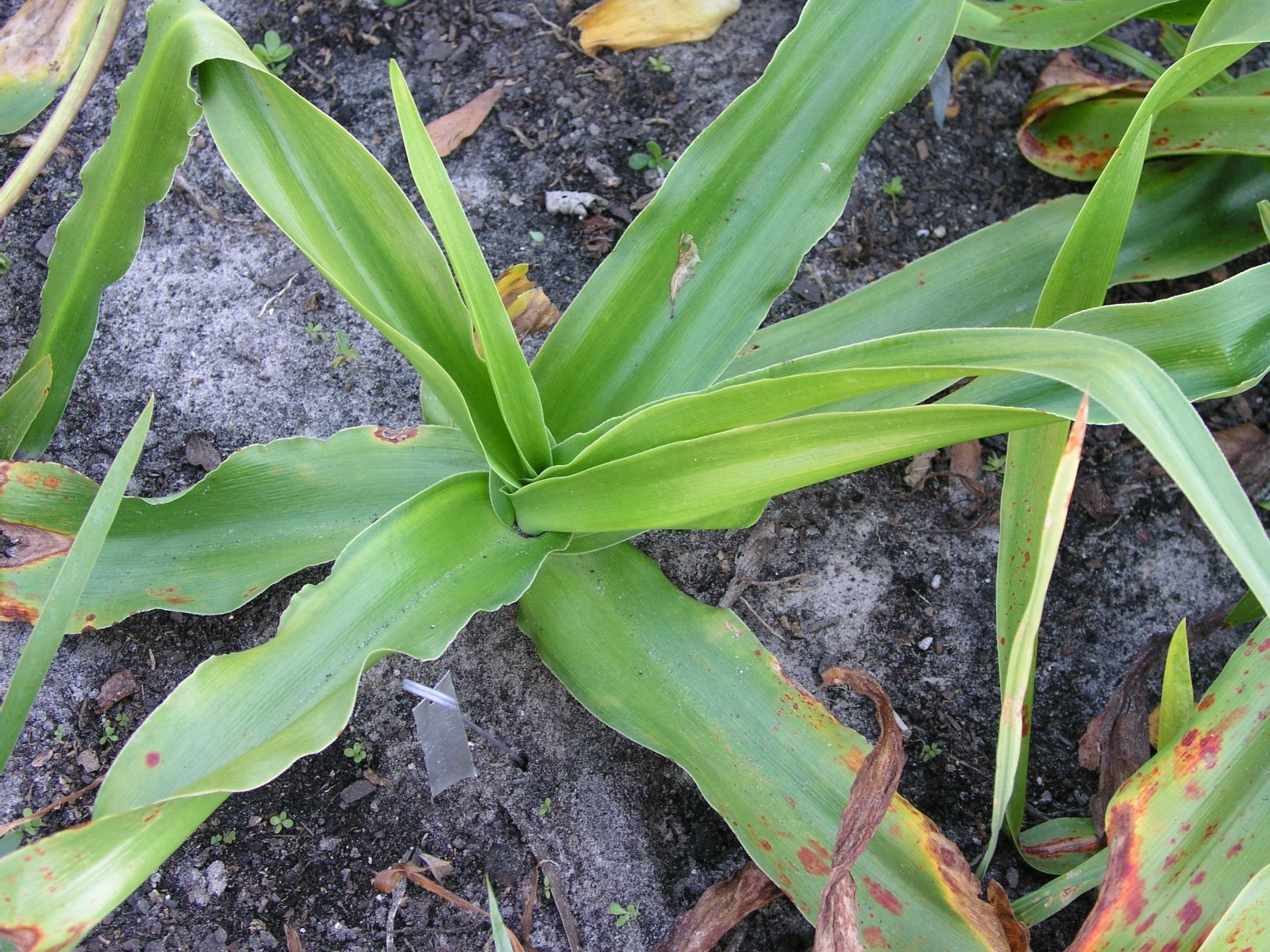 Crinum Lily, Lorraine Clark, medium-size bulb, NEW