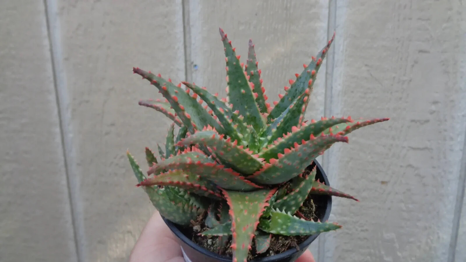 Aloe Christmas Sleigh Cluster, 3.5″ Pot