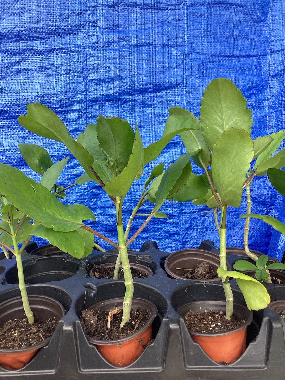 IMMUNE BOOST JAMAICAN -LEAF-OF LIFE (Bryophyllum pinnatum) (2 X6″-9″ SHIP FREE!