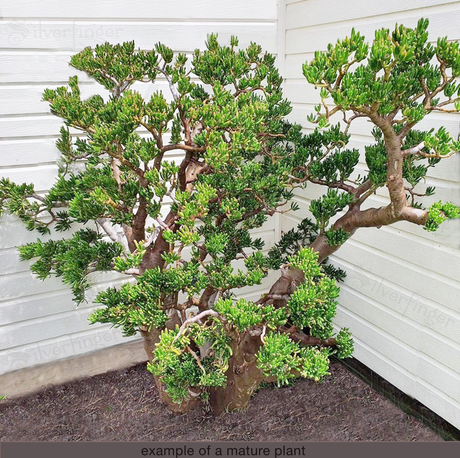 Crassula Ovata Gollum Fingers Monstrose Spoon Jade Succulent Plant