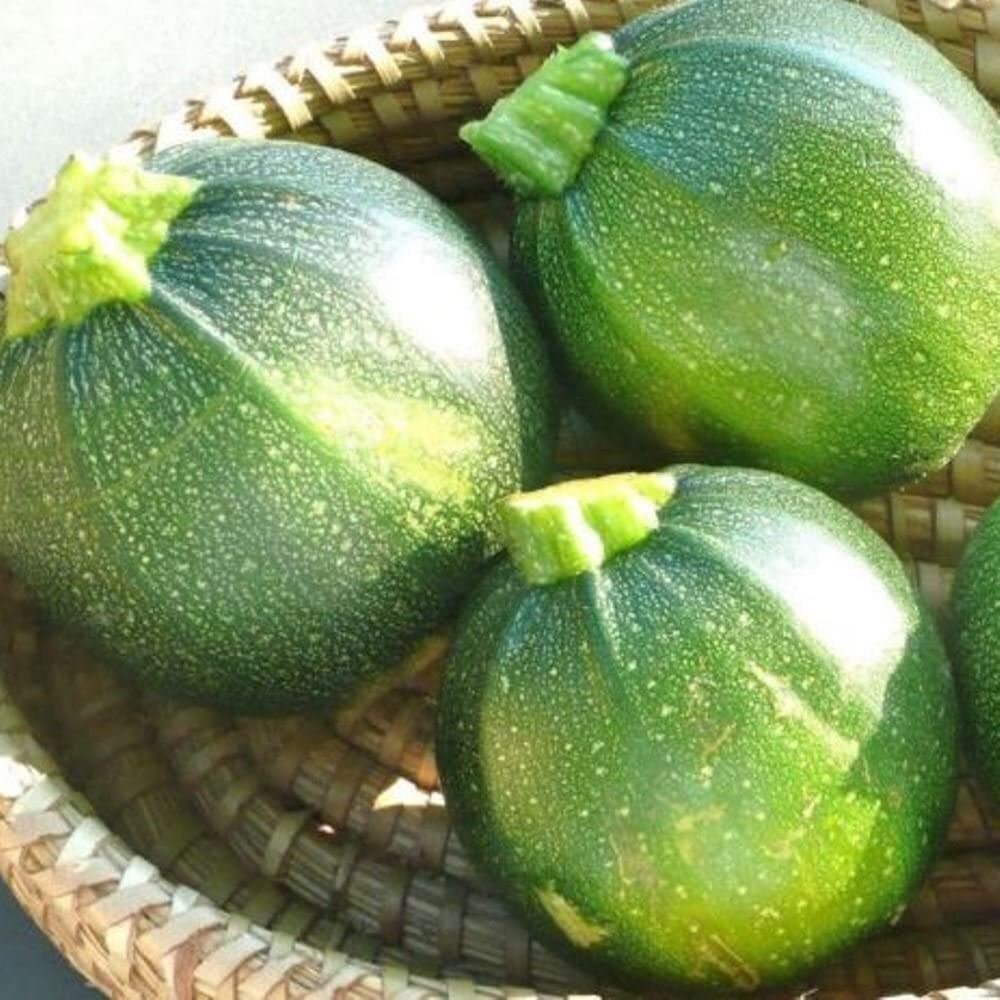 Round Zucchini Summer Squash Seeds | Organic | NON-GMO | Heirloom | Best Seller