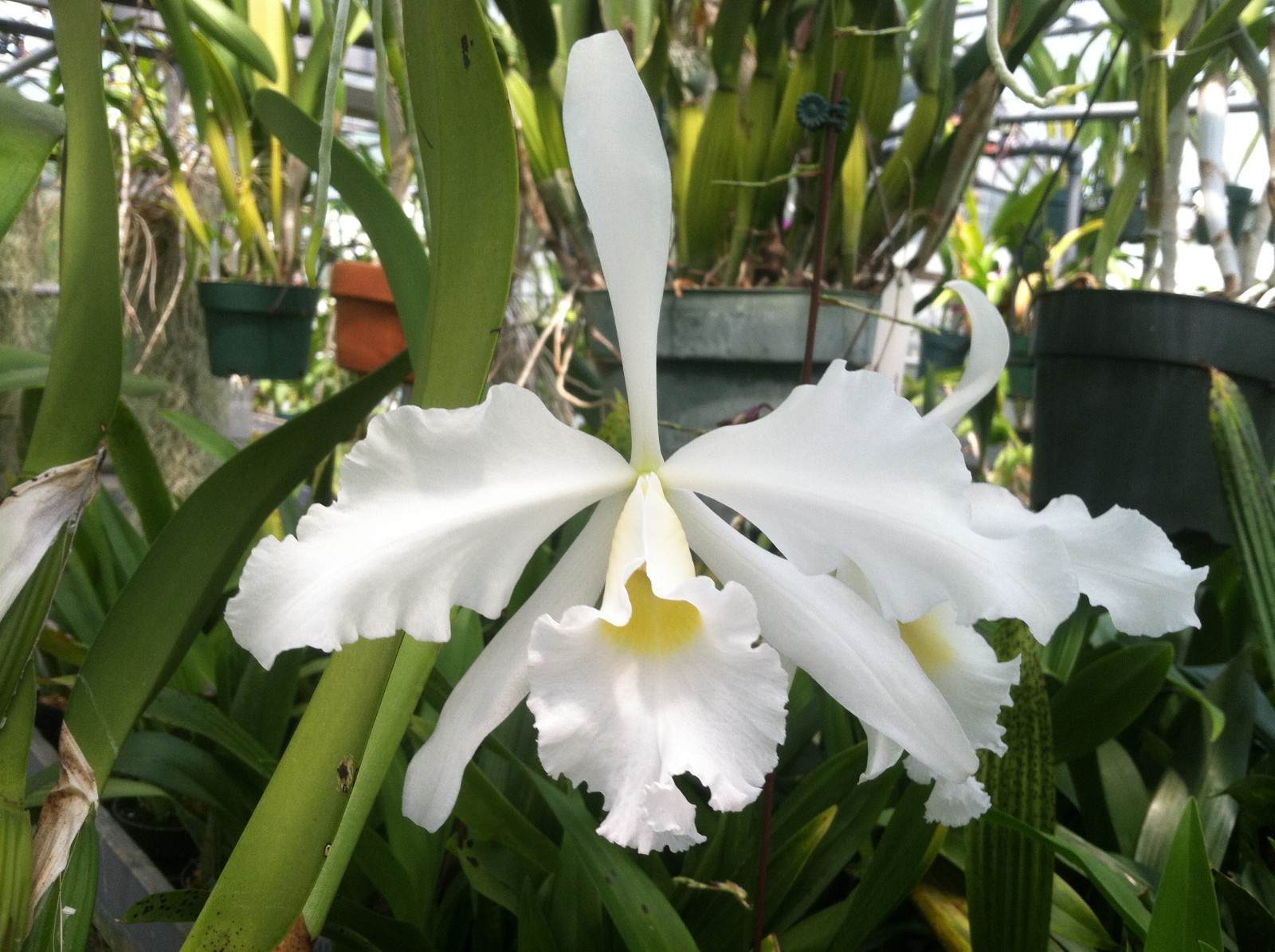 Lc. Callistoglossa `Taylor’ Mericlone Primary Cattleya Orchid Plant