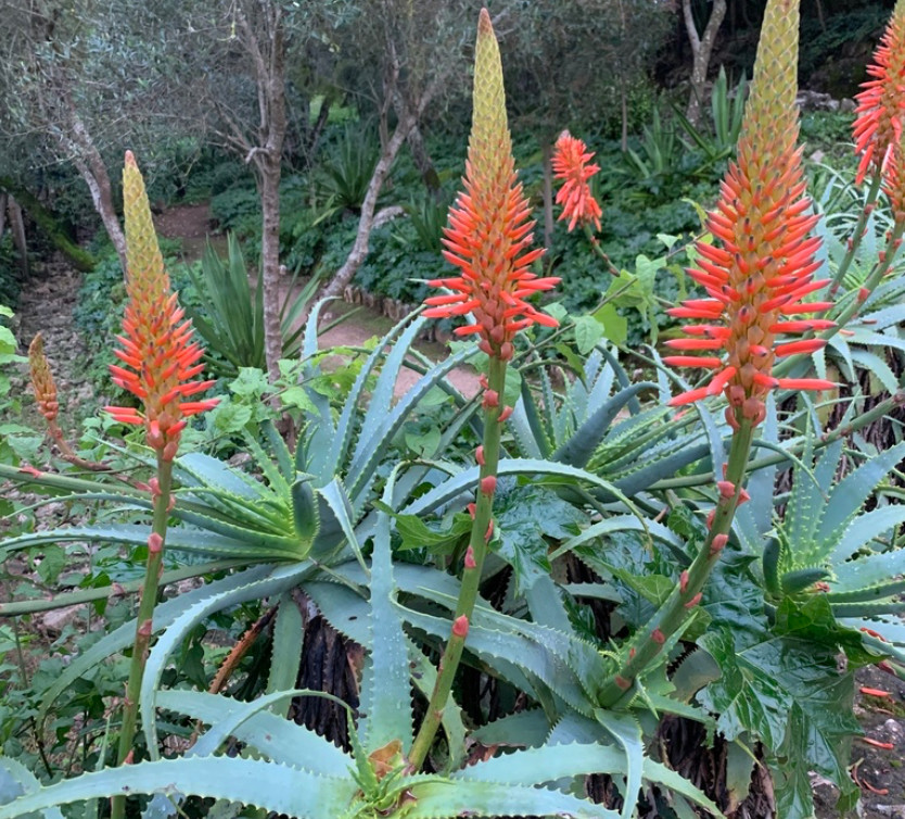 Aloe arborescens, (Torch Aloe), Medicinal, Edible, Now Blooming, Full-size