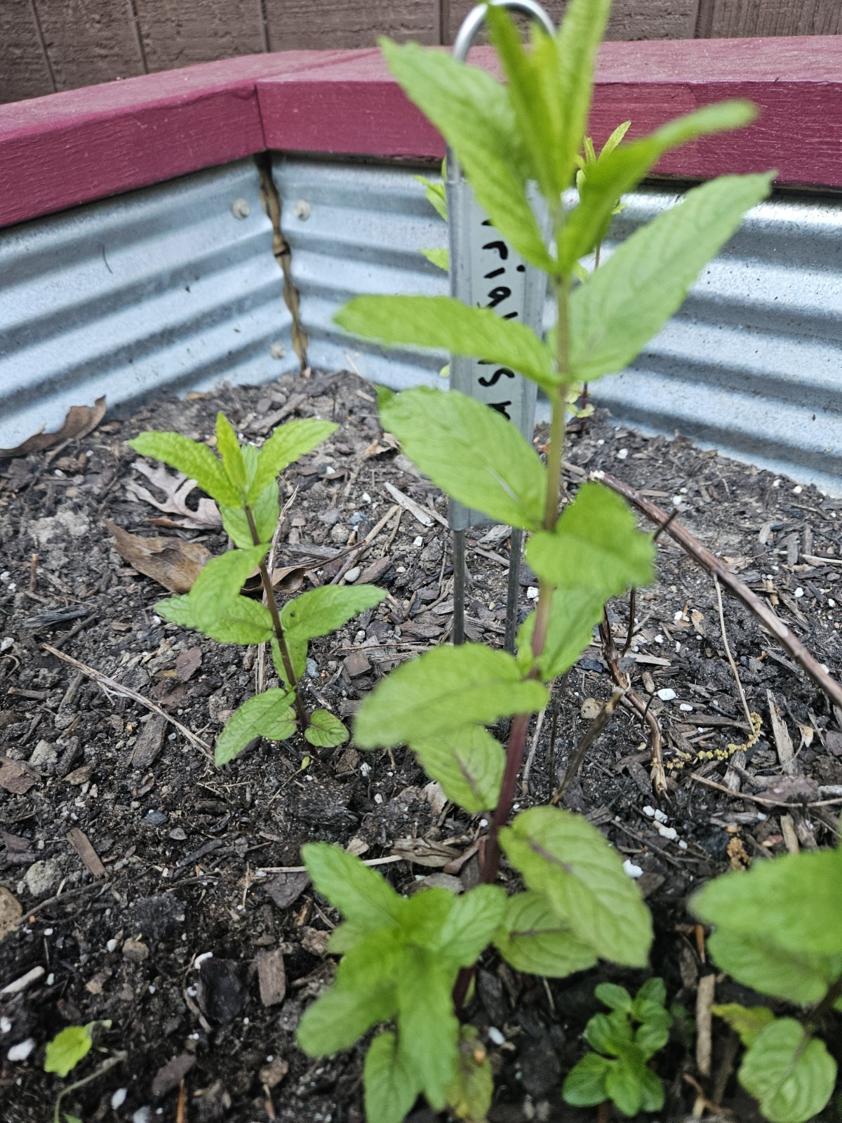 2 Wrigleys Mint Live Rooted Plant (Rare)