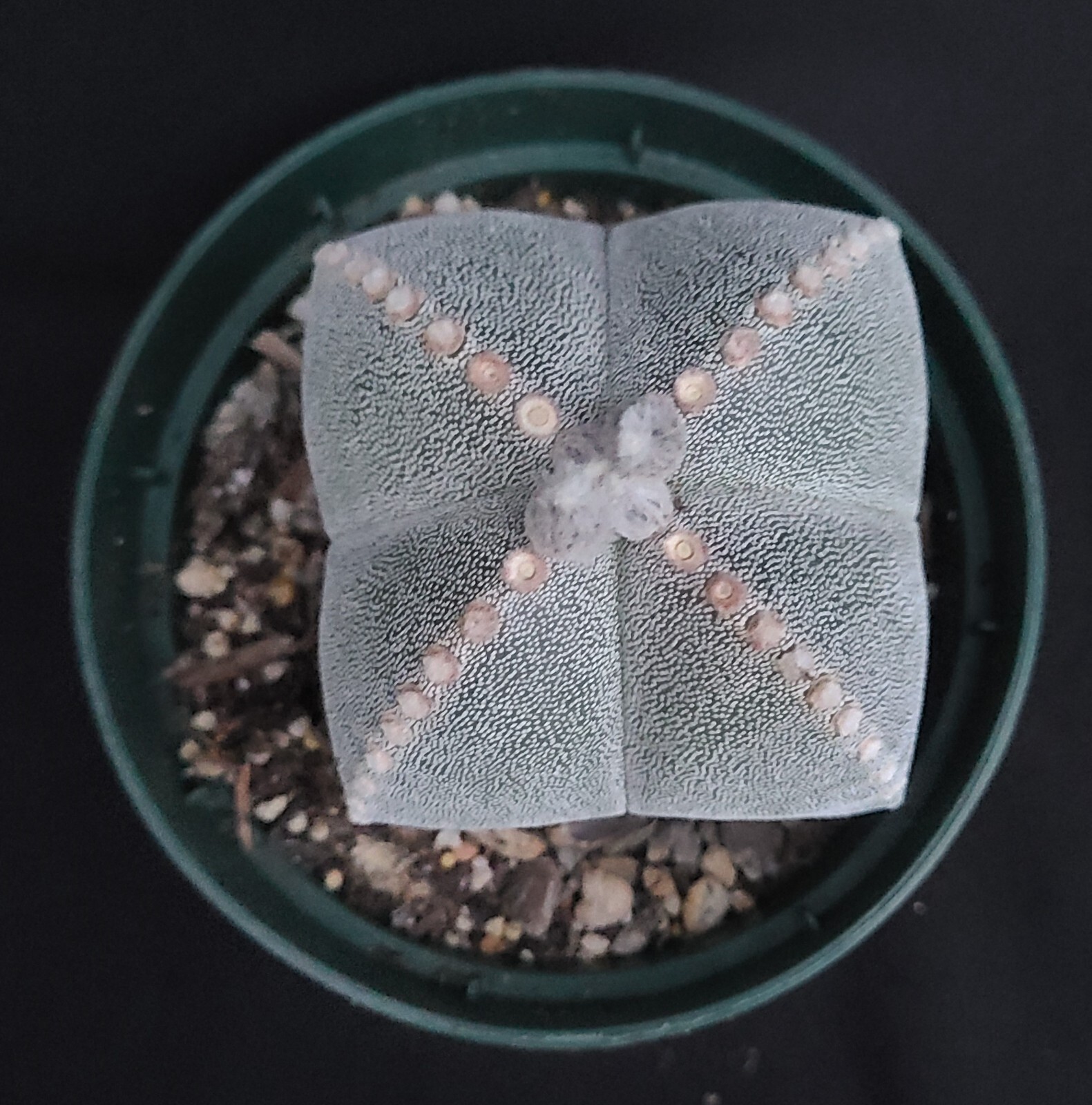 Astrophytum myriostigma quadricostata #1 * Mexico Native * Large*