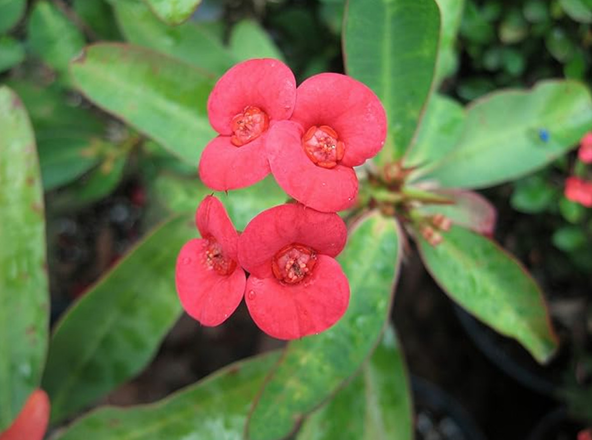 Red Crown of Thorns – Euphorbia milii ‘Floral Red’ – Live Plant in 2″ Pot